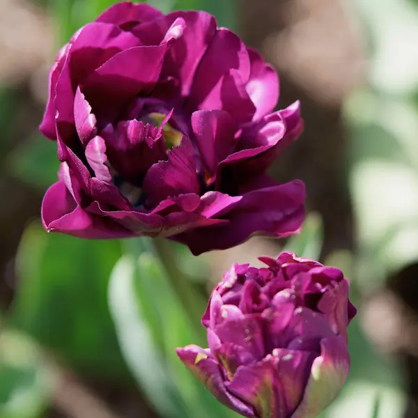 Tulip Top Gardens (90)